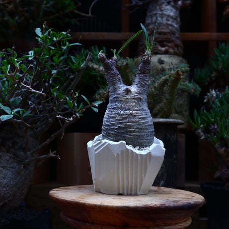パキポディウム  グラキリス／Pachypodium  gracilius       no.60602