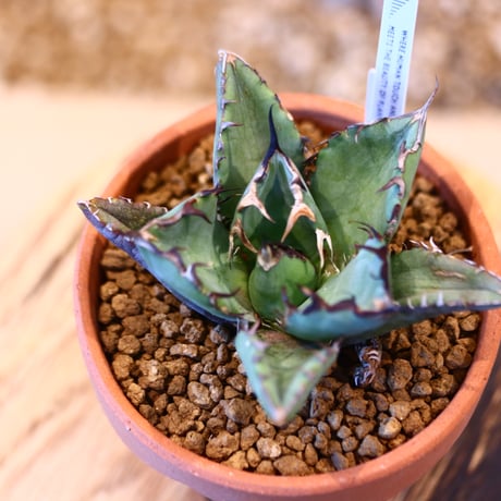 Agave titanota black Whale × YAMABACHI   no.123172