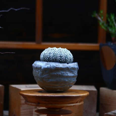 アストロフィツム   スーパー兜／Astrophytum asterias 'Super Kabuto'   no.92607