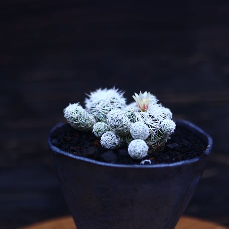 マミラリア   銀手毬    Mammillaria vetula ssp.   no.30718