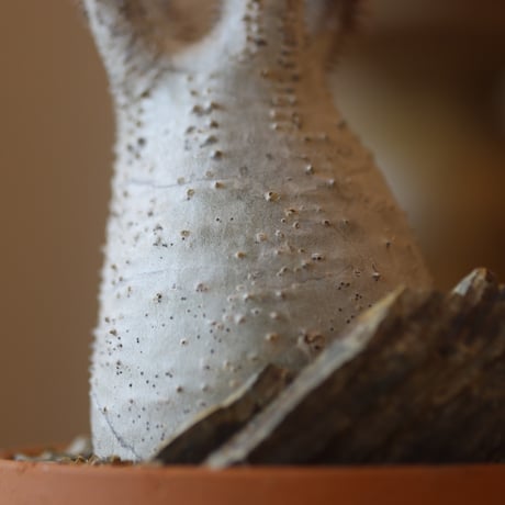 Pachypodium gracilius × YAMABACHI    no.112-46