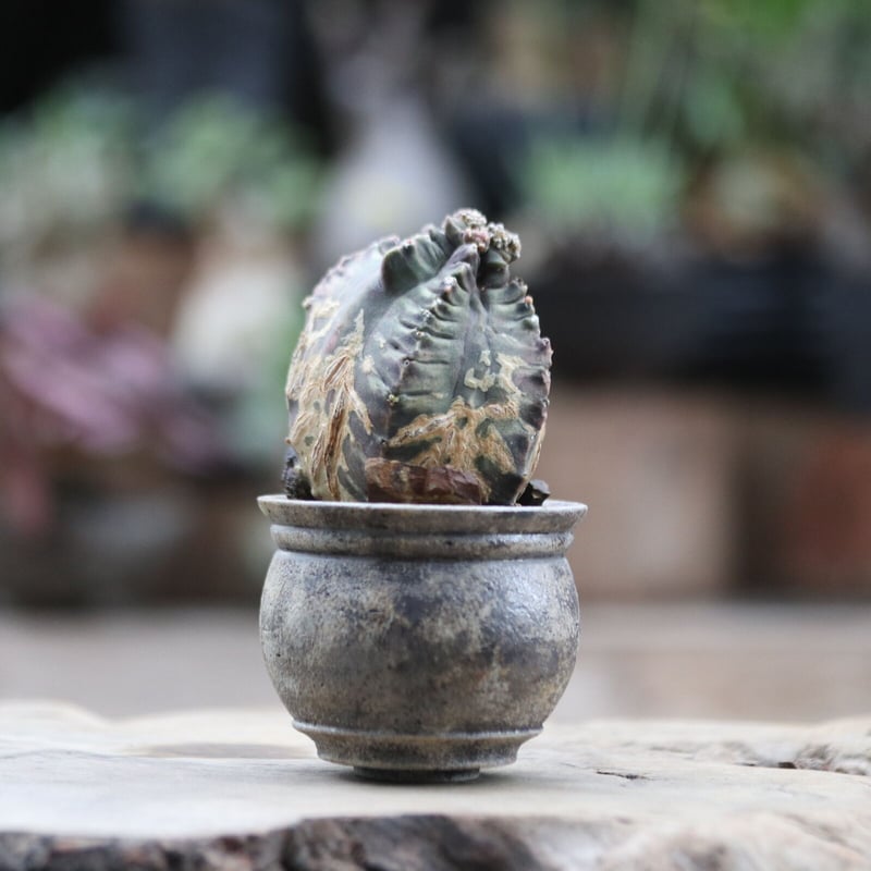 ギムノカリキウム ミハノビッチ モンストローサ／Gimnocalycium