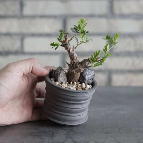 Senna meridionalis × takero pot (2.5号)  no.628/84