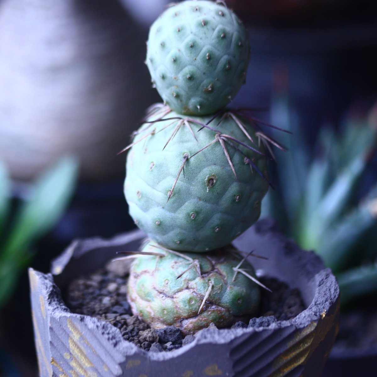 テフロカクタス ゲオメトリクス Tephrocactus geometricus