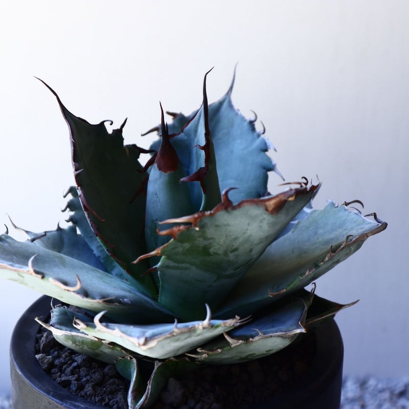 アガベ ホワイトアイスブルー Agave titanota white ice b アガベ ホワイトアイスブルー Agave titanota white ice b