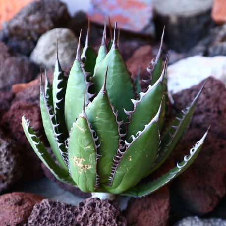 アガベ ホリダ   Agave horrida   no.30819