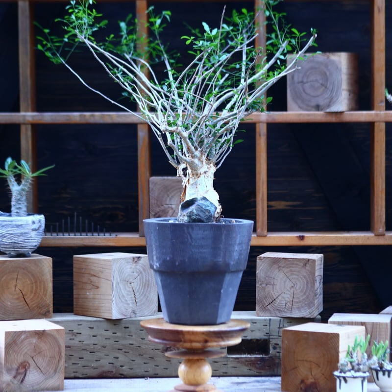 コミフォラ フンベルティ／commiphora humbertii no.82913 |