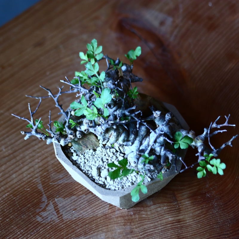 コミフォラ エイル Commiphora sp. Eyl no.81628 | コミフォラ エイル Commiphora sp. Eyl no.81628 |