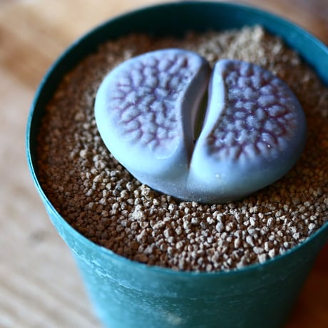 リトープス 富貴玉    Lithops hookeri v. hookeri    no.111553