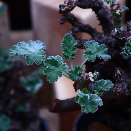 ぺラルゴ二ウム   エキナツム／Pelargonium  lechinatum   no.62712