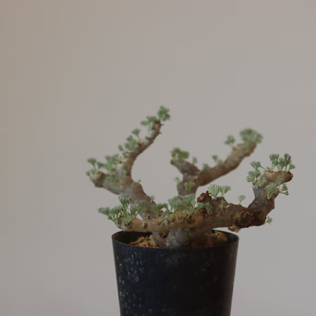 Monsonia multifida  no.921-13