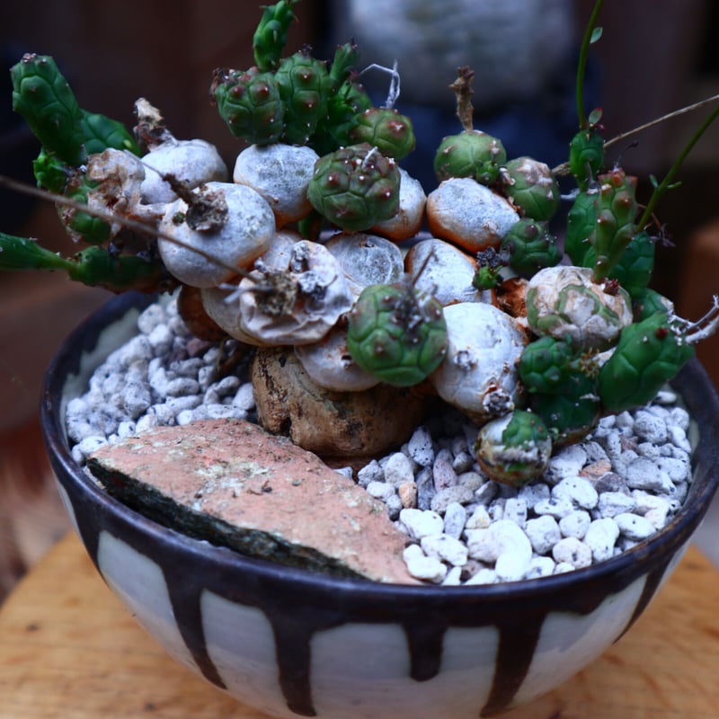 現地株　Euphorbia globosa 発根済　鉢のまま発送　コーデックス 現地株 Euphorbia globosa 発根済 鉢のまま発送 コーデックス