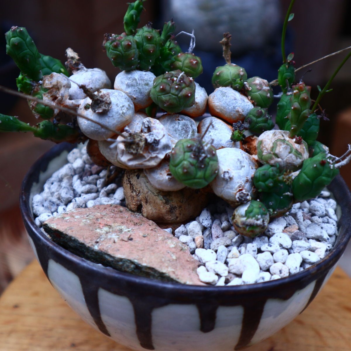 ユーフォルビア グロボーサ／Euphorbia globosa no.71822 | 芽の巣山