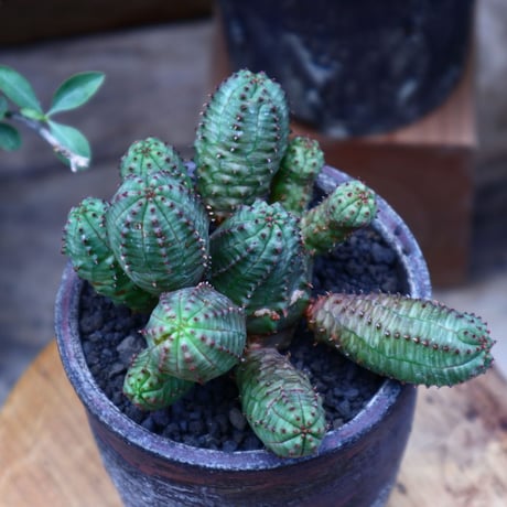 ユーフォルビア  オベサ hyb. ／Euphorbia obesa  hyb.    no.60622