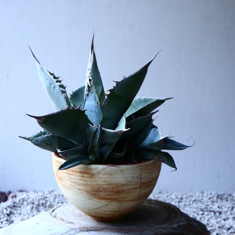 アガベ   ホワイトアイスブルー   Agave  titanota white ice blue   no.131521