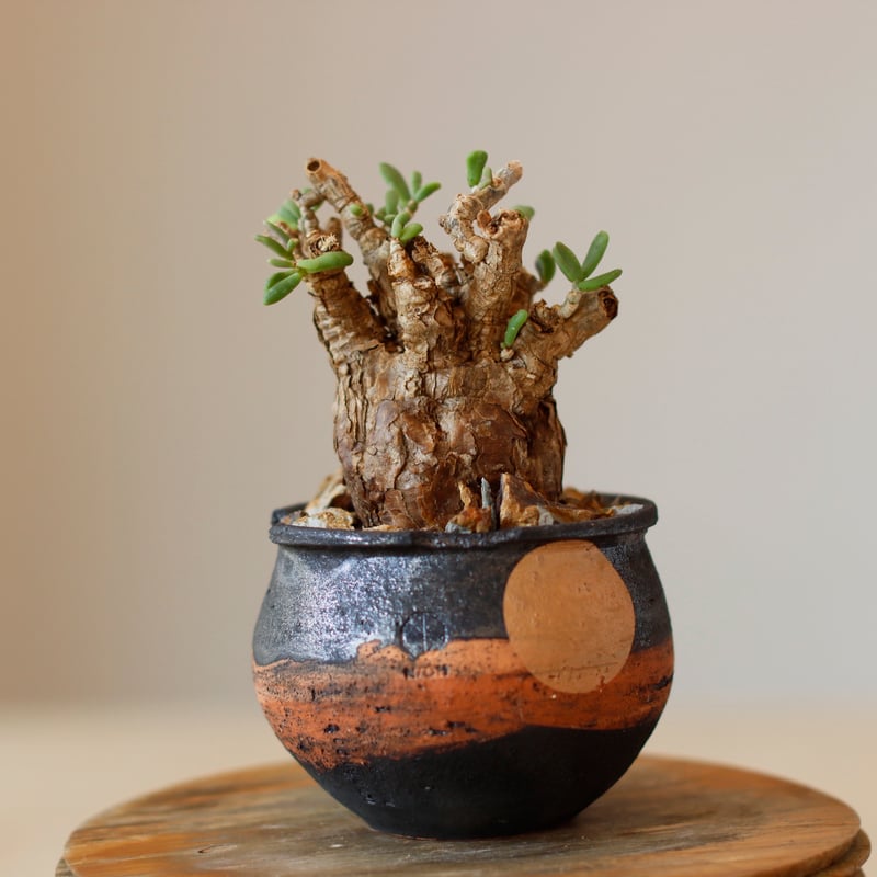 Ceraria pygmaea × N/OH (3号) no.118/29 | 芽の巣山