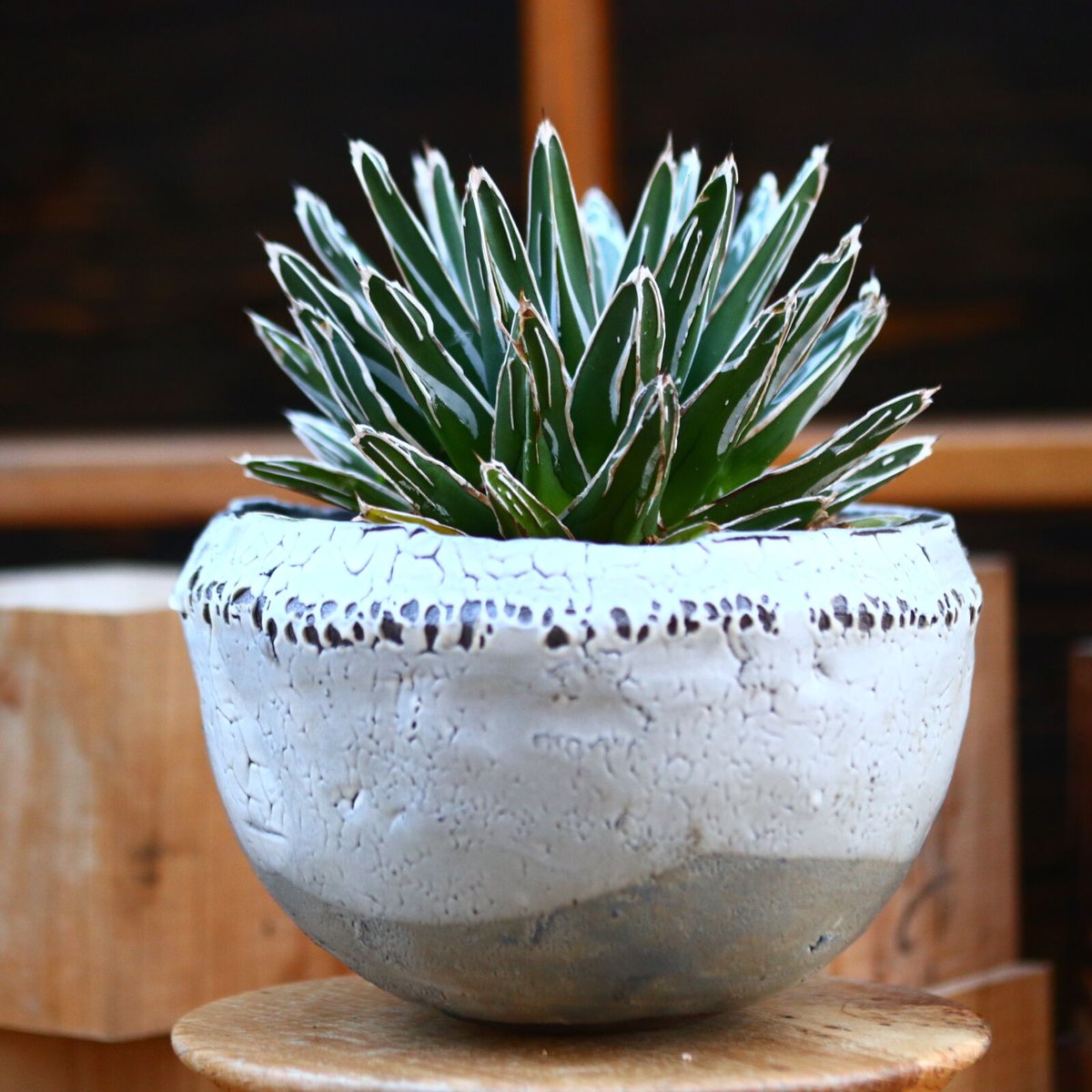 アガベ 笹の雪／Agave victoriae reginae no.22746 | 芽の巣山