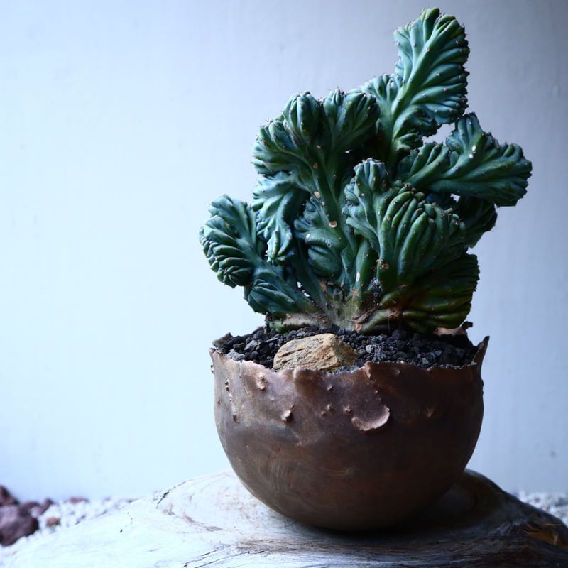 竜神木　綴化　抜き苗①② 竜神木綴化 no.12607 | 芽の巣山