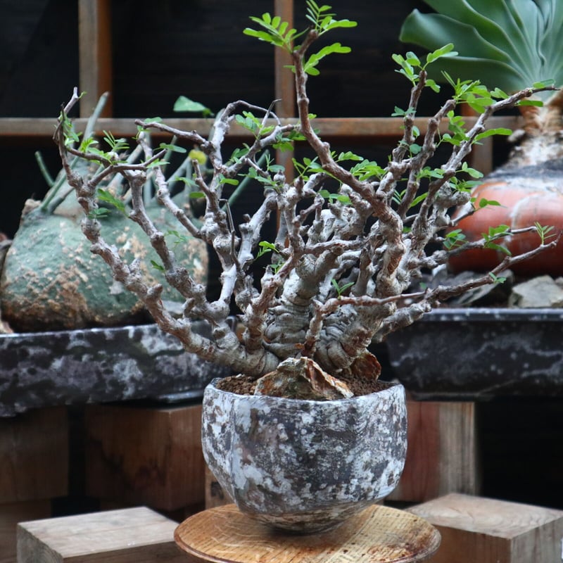 センナ メリディオナリス／Senna meridionalis no.121822 |