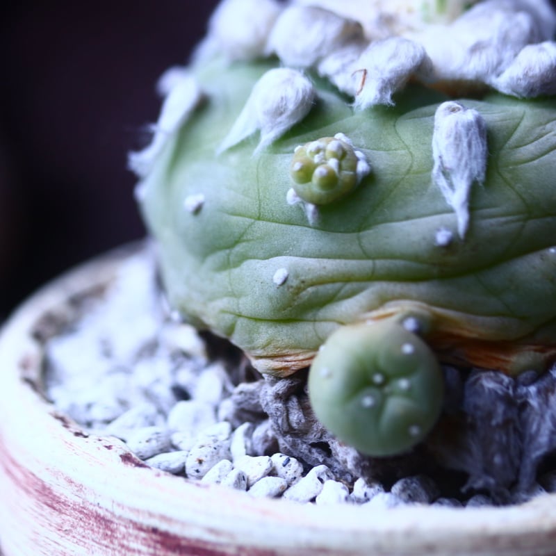 ロフォフォラ ディフューサ 翠冠玉 Lophophora diffusa no.426