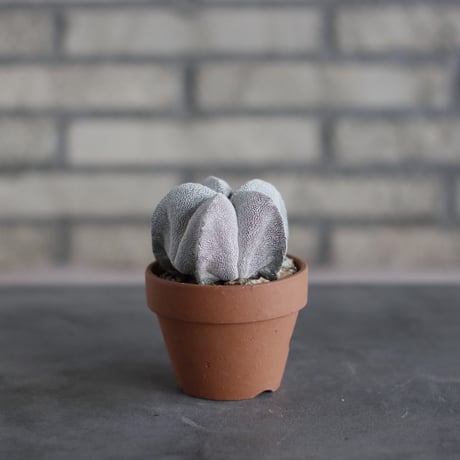Astrophytum myriostigma 'Onzuka' × N/OH (3号)  no.510/42