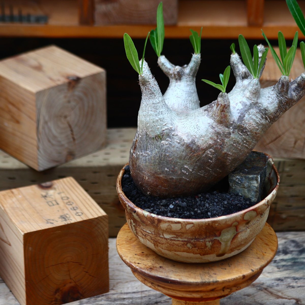 パキポディウム イノピナツム／Pachypodium Inopinatum no.822