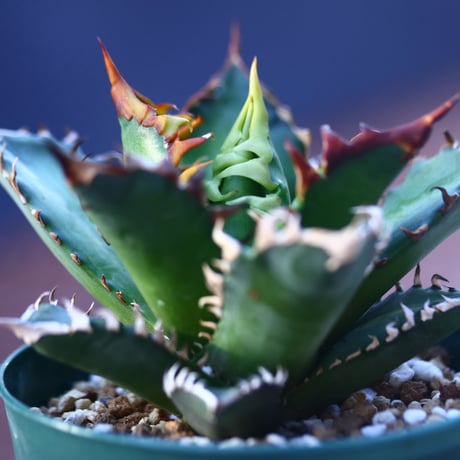 アガベ  レッドキャットウィールズ  Agave titanota"Red Catweezle”    no.21420