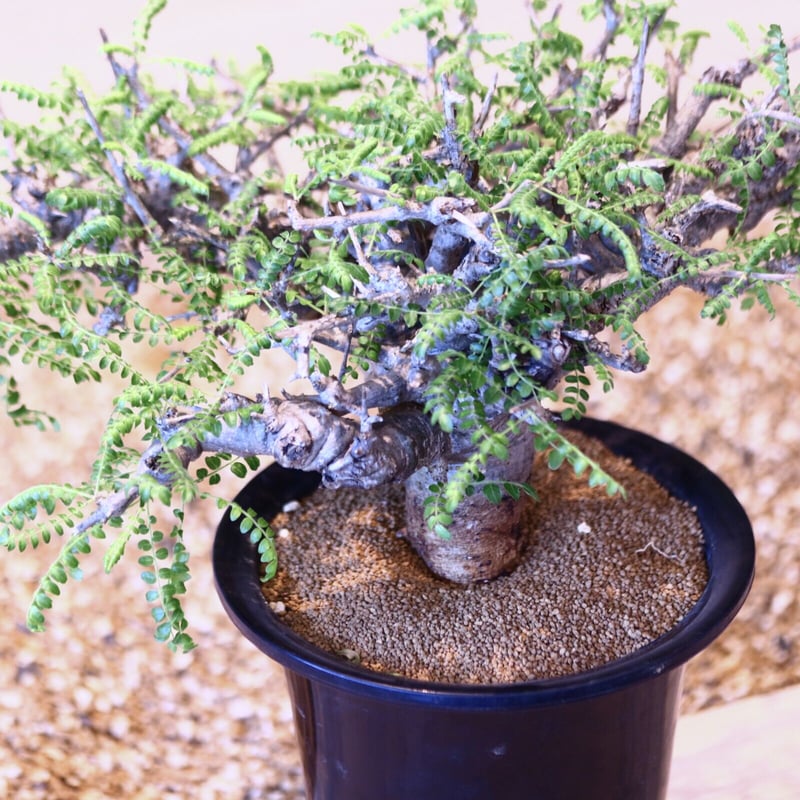 ボスウェリア ネグレクタ/ Boswellia neglecta no.43001 |