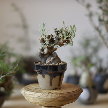 CATEGORY Caudex | 芽の巣山