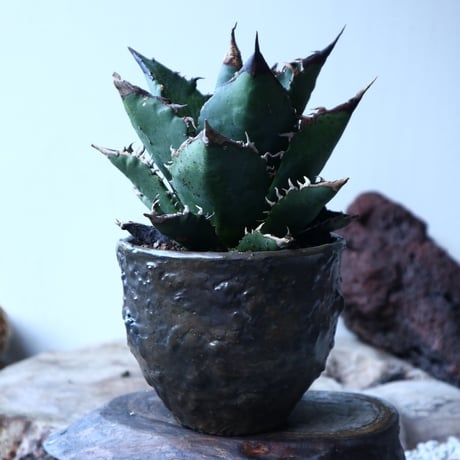 アガベ   チタノタ   FO-76   Agave titanota  "FO-76"  no.91503