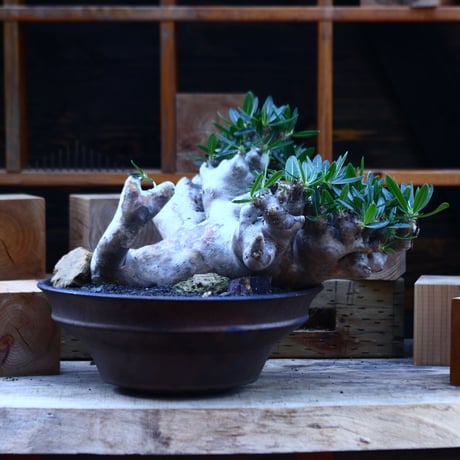 パキポディウム ブレビカリックス／Pachypodium densiflorum var. brevicalyx      no.82936