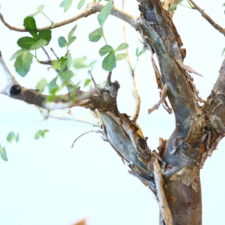 ブルセラ ファガロイデス / Bursera fagaroides   no.62512