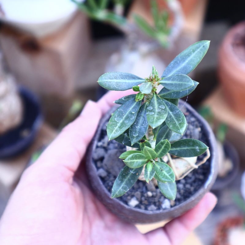 パキポディウムビスピノーサム パキポディウム ビスピノーサム／Pachypodium bispinosum no.11