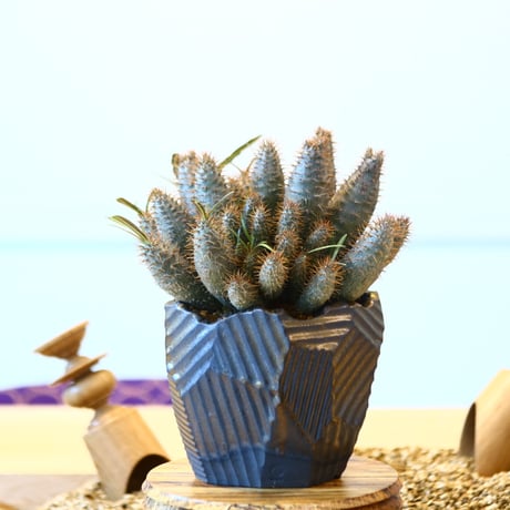 N/OH × Pachypodium  gracilius (実生)    no.61859