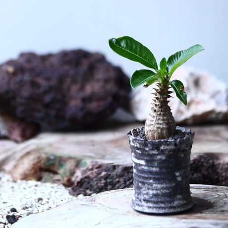 パキポディウム  ウィンゾリー   Pachypodium baronii var. windsori    no.015