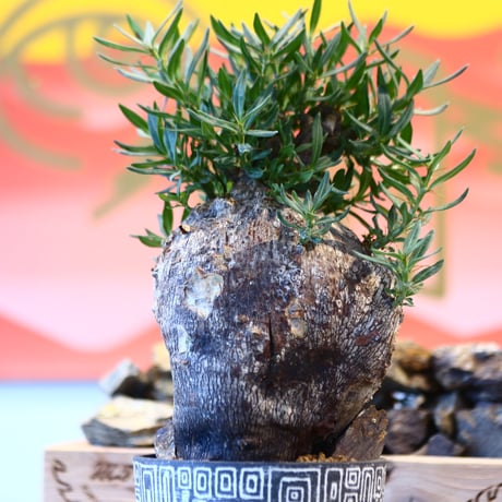 Pachypodium bispinosum × たけろうポット    no.107132