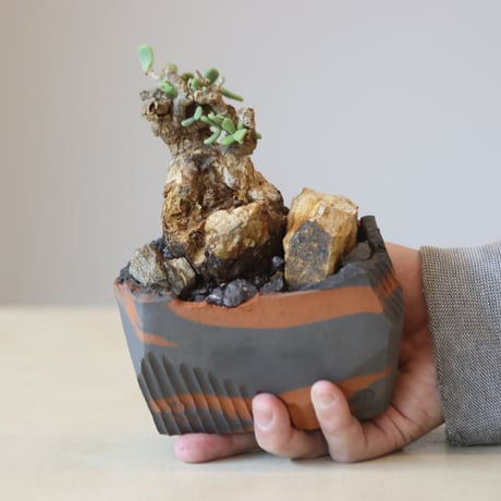 Portulacaria pygmaea × N/OH  no.207-2