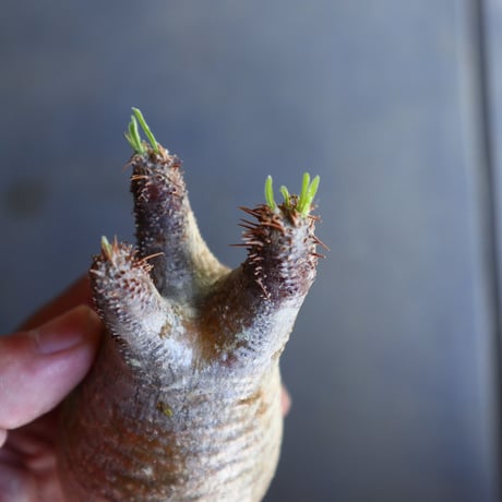 パキポディウム グラキリス 抜苗  Pachypodium rosulatum var. gracilius no.100630