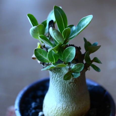アデニウム アラビカム   Adenium  arabicum  no.81647