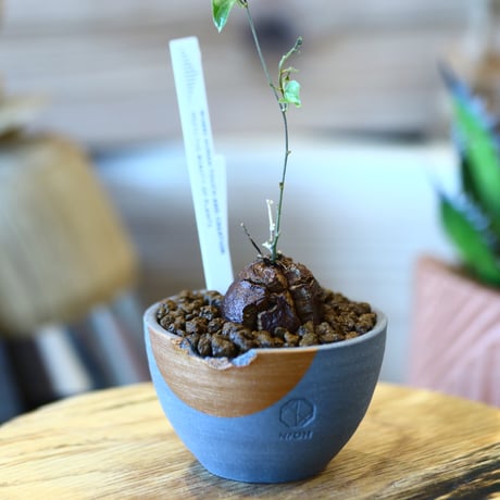 N/OH × Dioscorea elephantipe    no.111912
