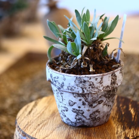 YAMABACHI ver. takero pot × Othonna retororsa     no.102232