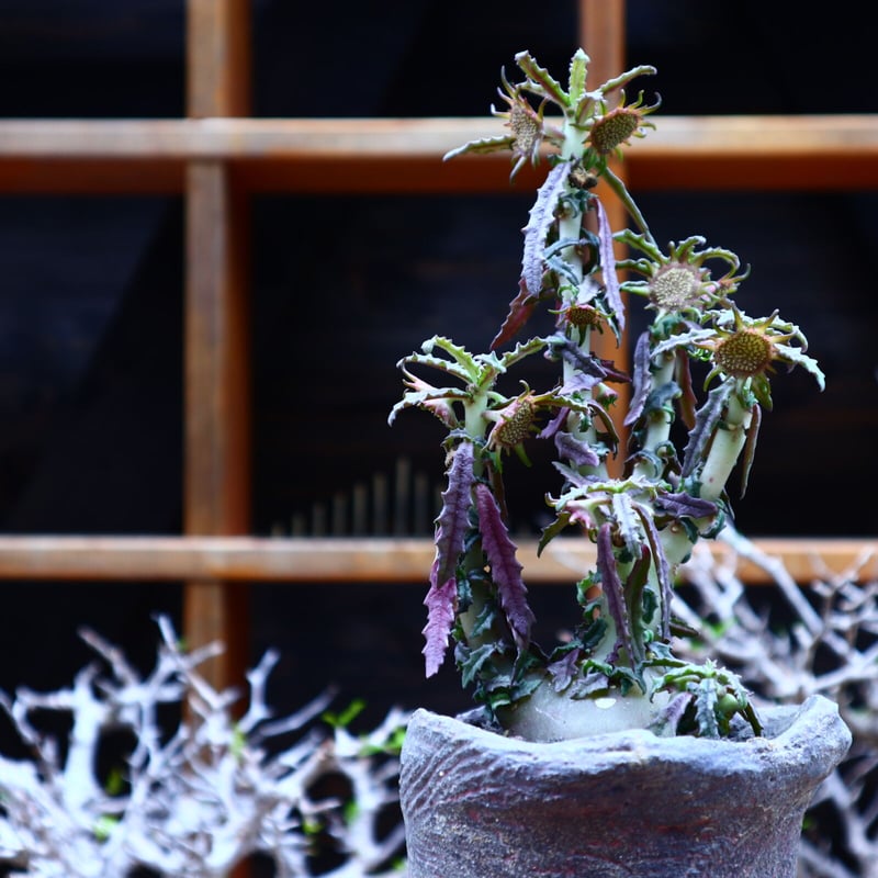 ドルステニア ヒルデブランドティー f. クリスプム／ Dorstenia