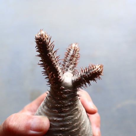 パキポディウム グラキリス 抜苗  Pachypodium rosulatum var. gracilius no.92931
