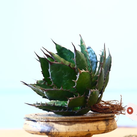 Agave horrida / Style of Chika   no.1015/39