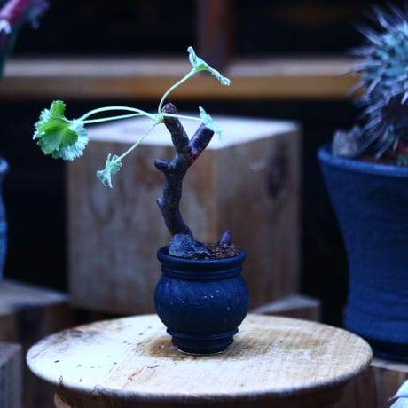 ペラルゴニム  ミラビレ／Pelargonium mirabile  　no.122664