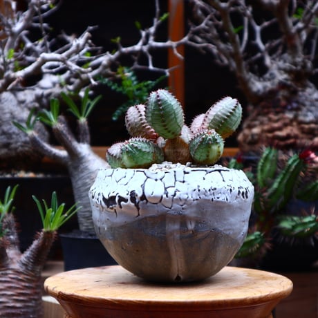 ユーフォルビア  オベサ hyb. ／Euphorbia obesa  hyb.    no.51647
