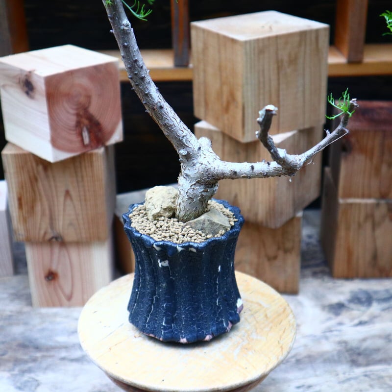 コミフォラ クラウセリアナ/Commiphora kraeuseliana no.62 コミフォラ クラウセリアナ/Commiphora kraeuseliana no.62