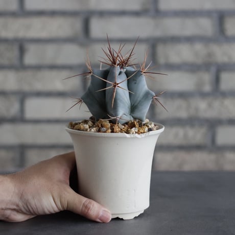 Echinocactus ingens (巌) × N/OH (3.5号)  no.614/3