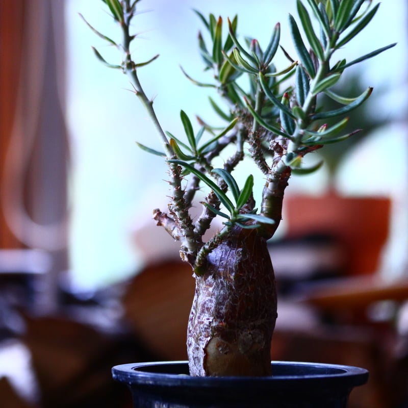 パキポディウム サキュレンタム Pachypodium Succulentum no