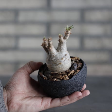 Pachypodium gracilius × takero pot (3号)  no.524/31